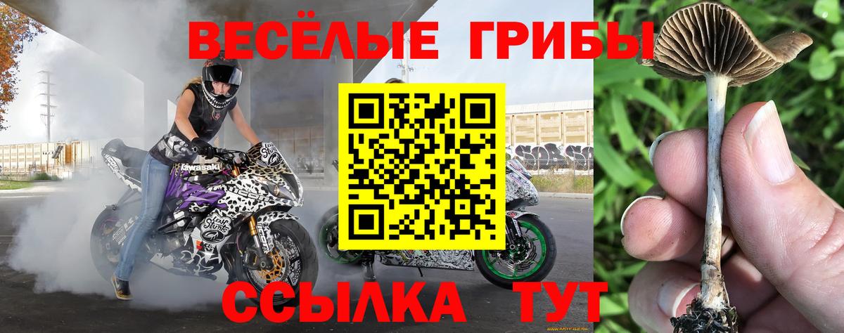 Псилоцибиновые грибы Psilocybe  Вход с VPN  Биробиджан 